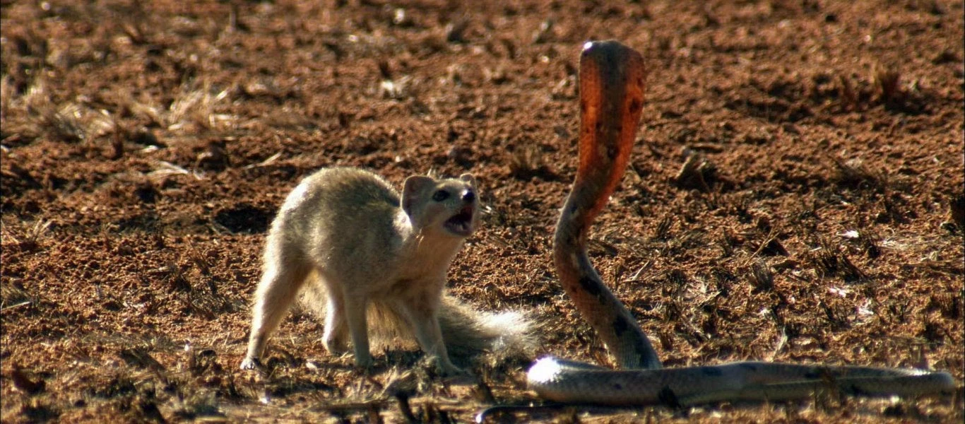 Μαγκούστα εναντίον κόμπρας σε μια μάχη μέχρις εσχάτων – Βίντεο